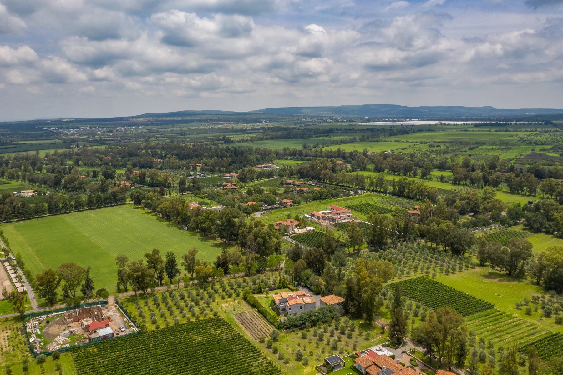 Viñedos — 4